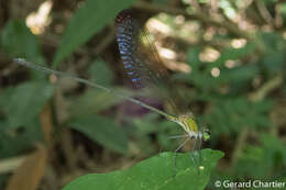 Imagem de Vestalis gracilis (Rambur 1842)