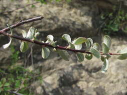 Imagem de Cotoneaster nummularius Fisch. & C. A. Meyer