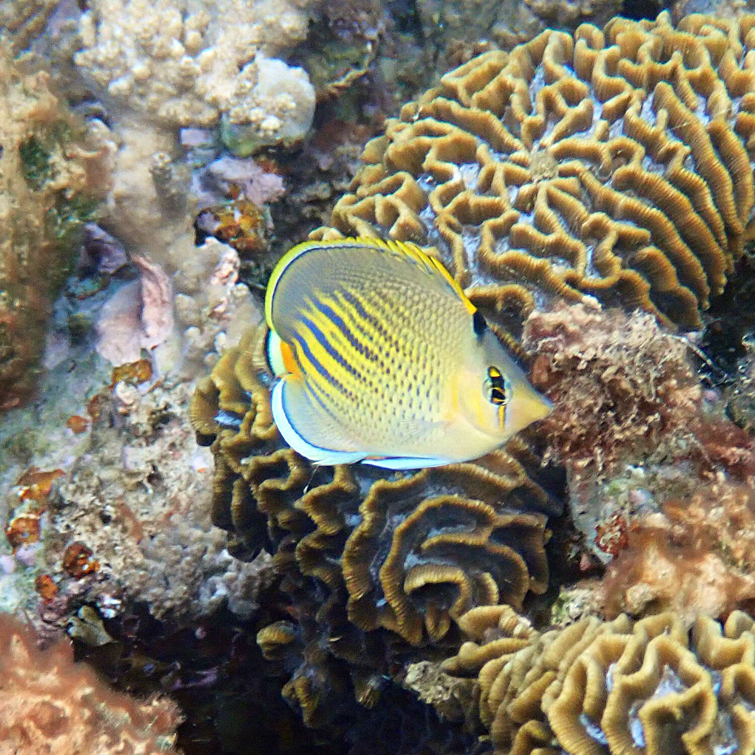 Image of Dot and dash Butterflyfish