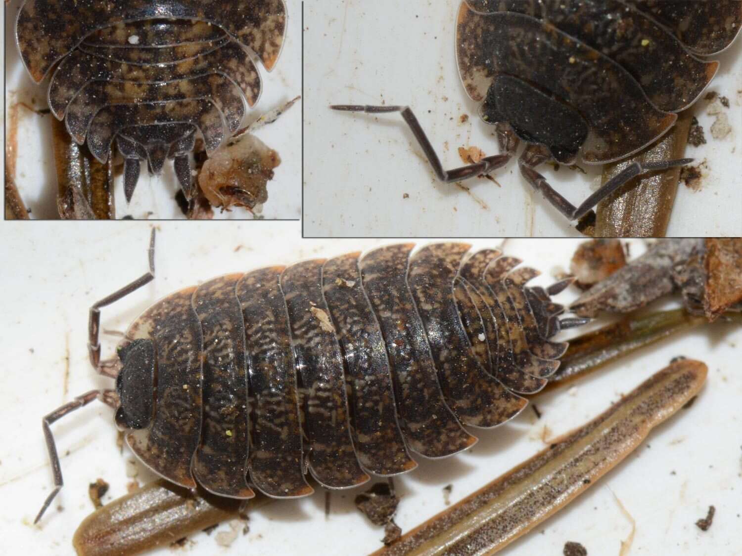 Image of Porcellio montanus Budde-Lund 1885