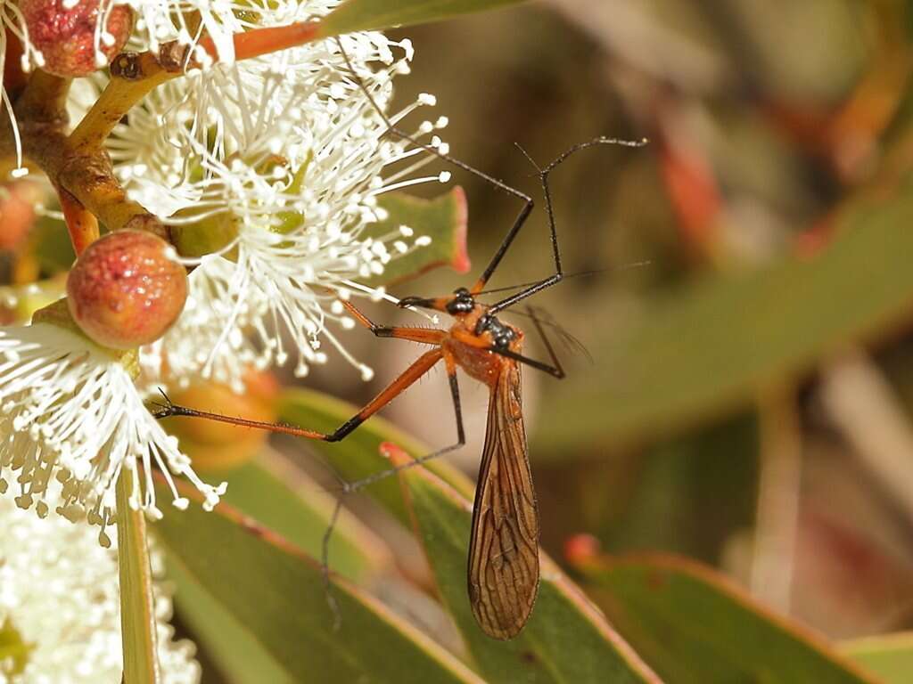 Image of Harpobittacus australis (Klug 1838)