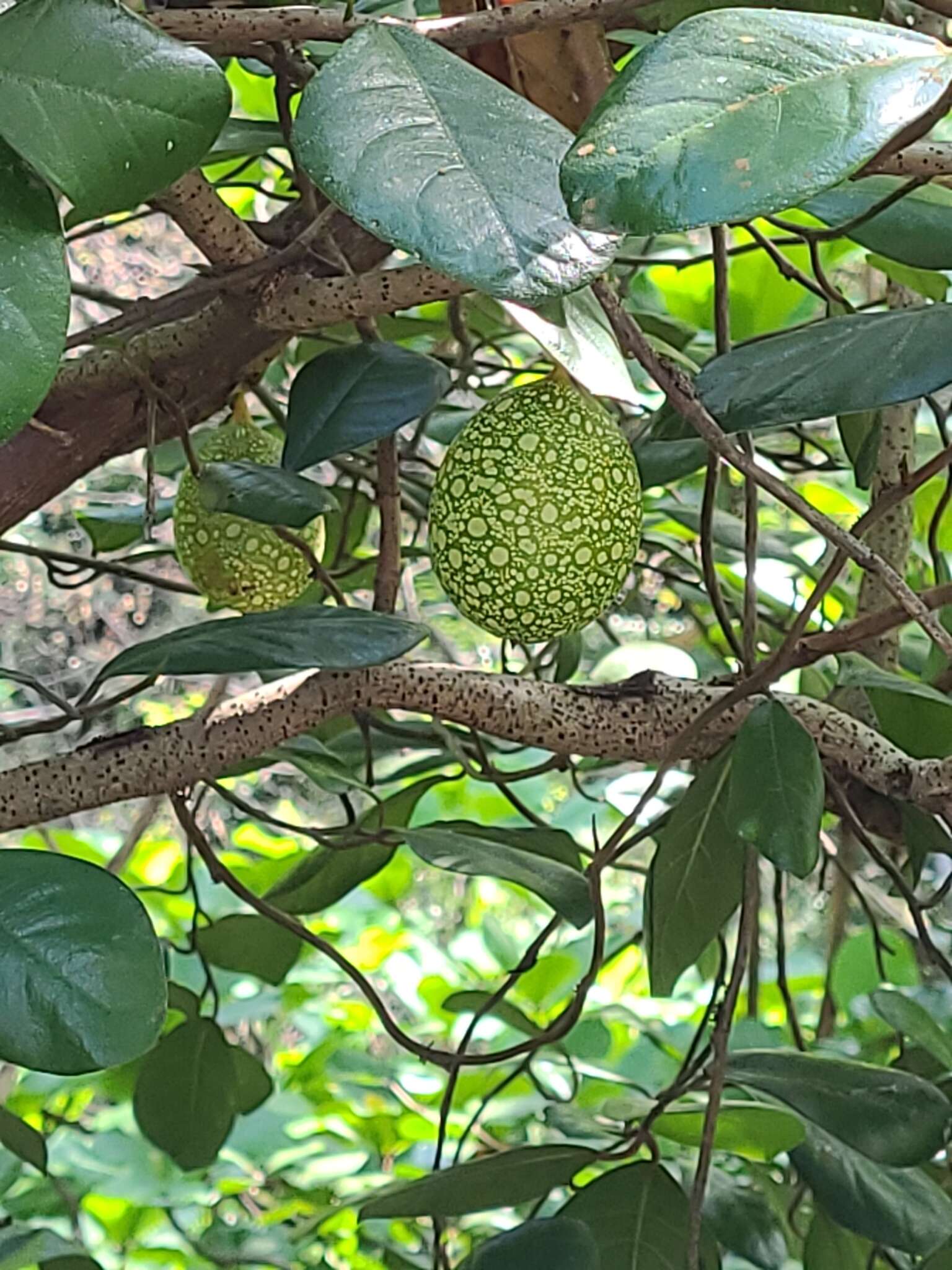 Слика од Ficus punctata Thunb.