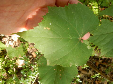 Image of graybark grape