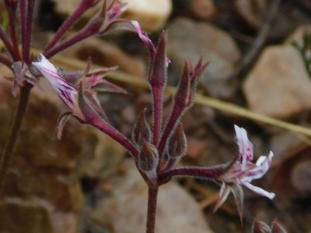 Image of Pelargonium caledonicum L. Bolus