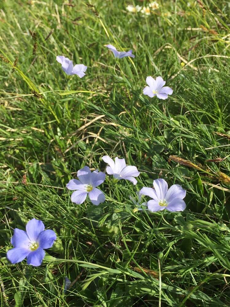 Imagem de Linum alpinum Jacq.