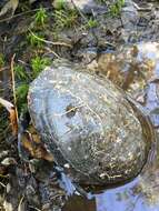 Image of Gulf Coast box turtle