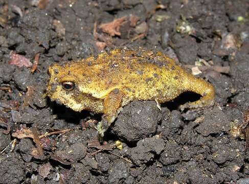 Image of Breviceps sylvestris sylvestris