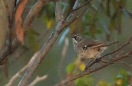 Image of Spotted Scrubwren