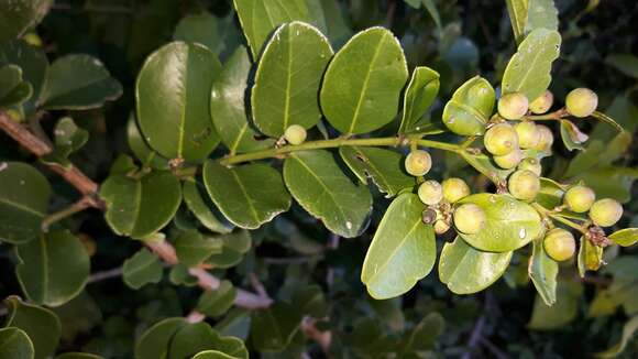 Plancia ëd Scutia myrtina (Burm. fil.) Kurz