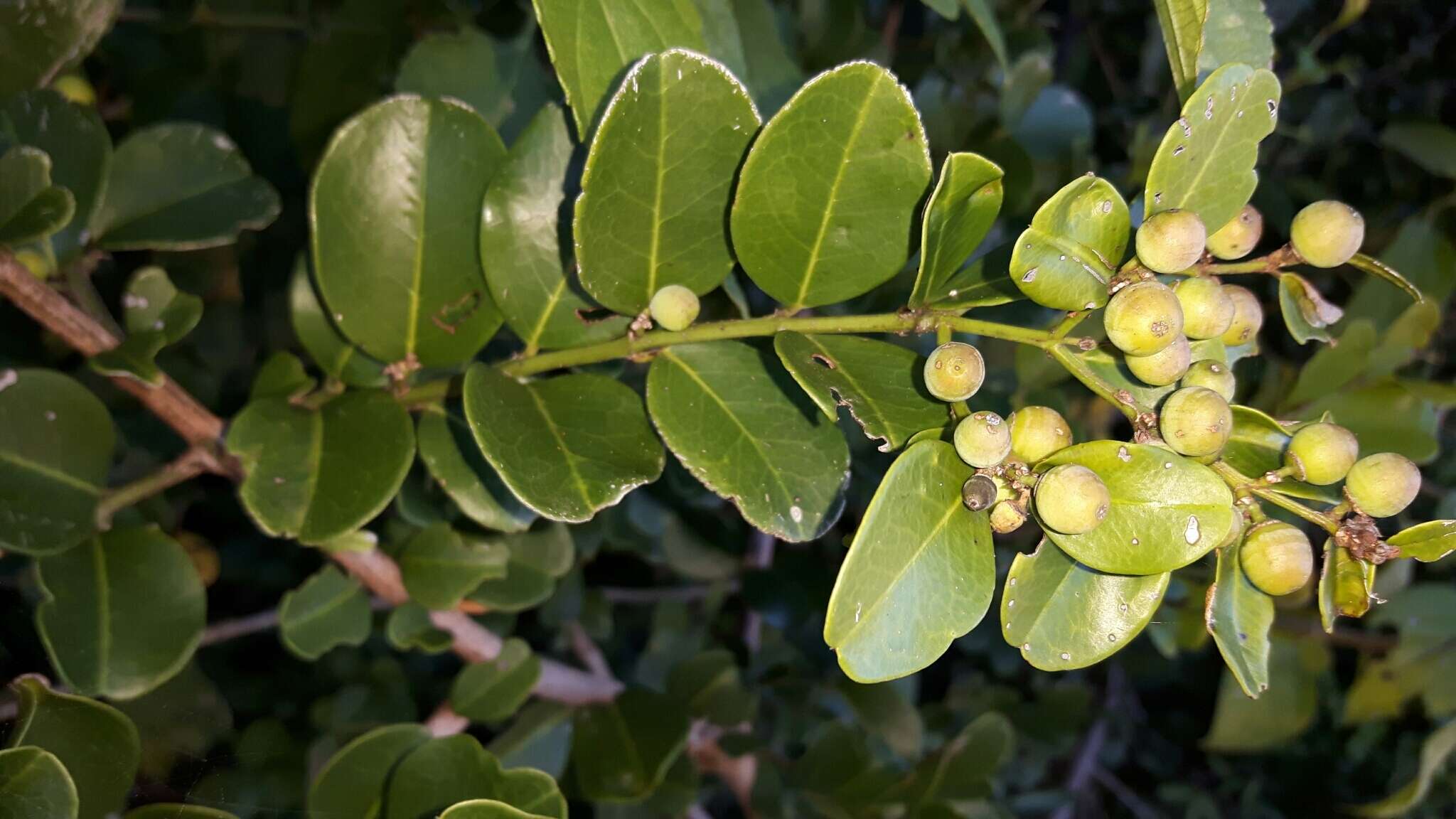 Image de Scutia myrtina (Burm. fil.) Kurz