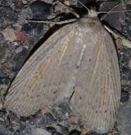 Image of Chilodes maritima Tauscher 1806