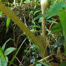 Sivun Arisaema leschenaultii Blume kuva