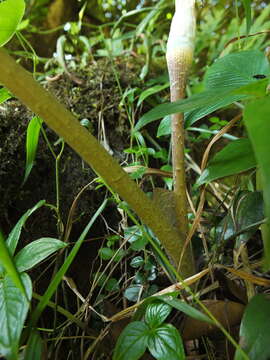 Arisaema leschenaultii Blume的圖片