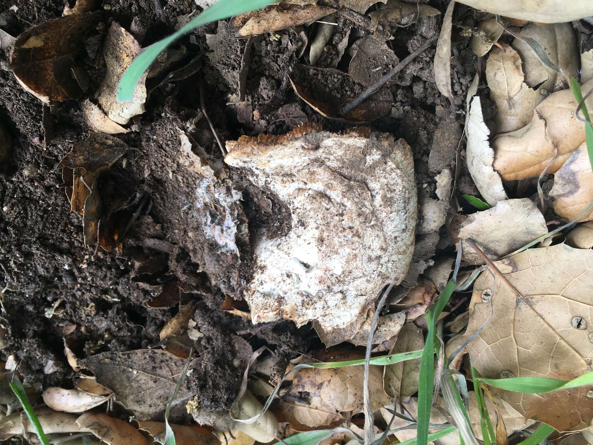 Image of Leucoagaricus amanitoides R. M. Davis & Vellinga 2006