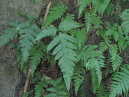 Image of Woodwardia orientalis Sw.