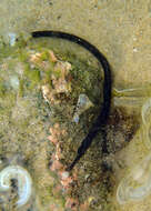 Image of Beady Pipefish