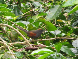 Image of Slaty Spinetail