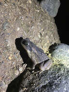 Image of Giant toad