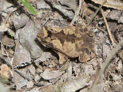 Image of Rhinella sternosignata (Günther 1858)