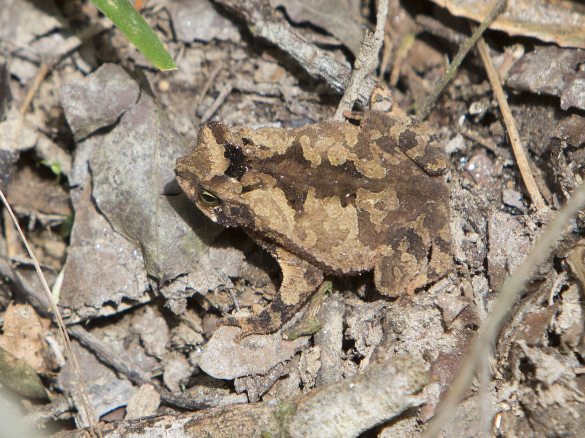 Image of Rhinella sternosignata (Günther 1858)