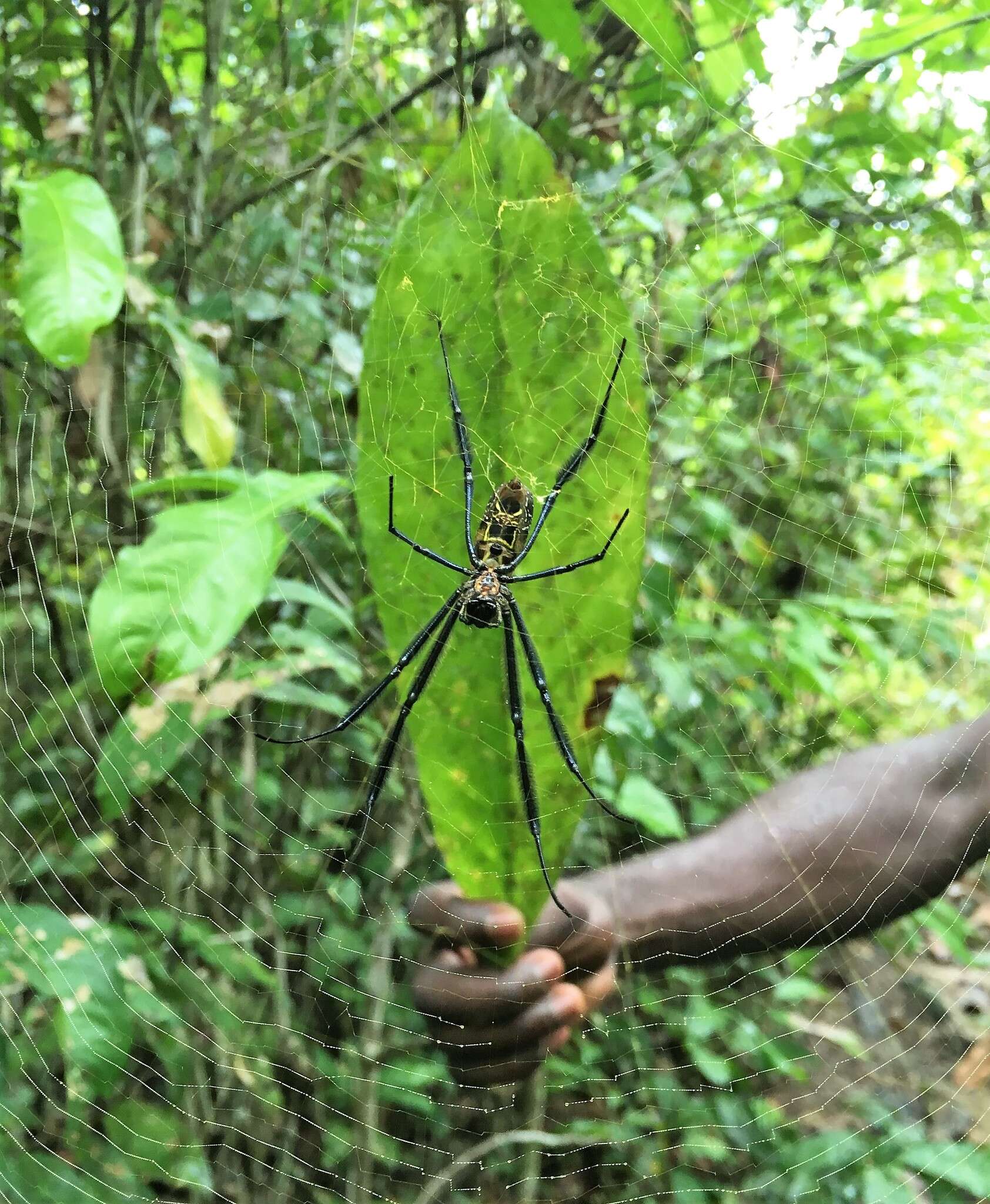 صورة Trichonephila fenestrata venusta (Blackwall 1865)