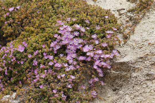 Imagem de Drosanthemum floribundum (Haw.) Schwant.