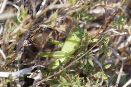 Austracris basalis (Walker & F. 1870) resmi