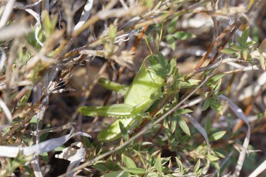 Austracris basalis (Walker & F. 1870)的圖片