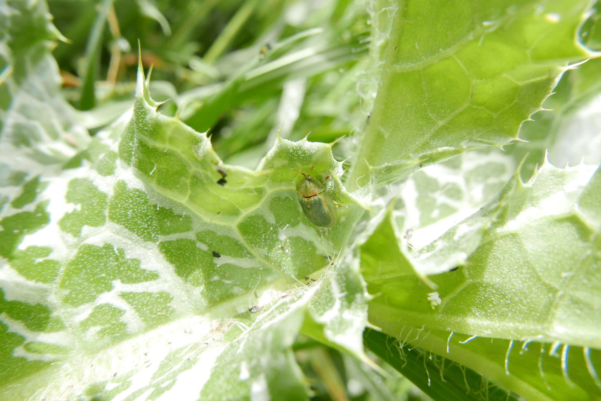 Image of Cassida (Cassida) deflorata Suffrian 1844