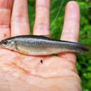 Image of Bluefin stoneroller