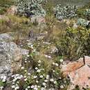 Imagem de Osteospermum acutifolium (Hutch.) Norlindh