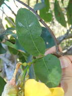 Image of Mandevilla scabra (Hoffm. ex Roem. & Schult.) Schum.