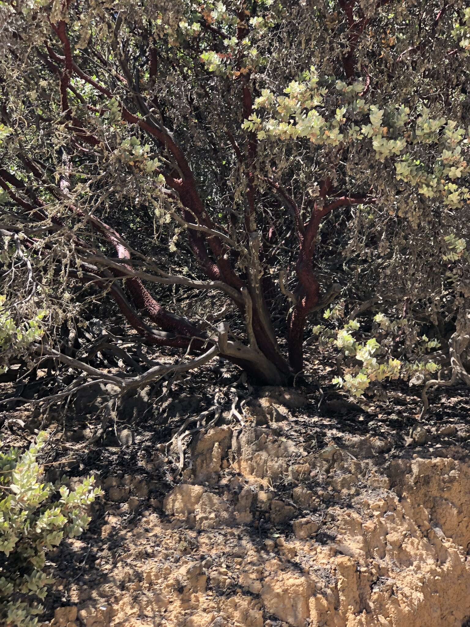 Imagem de Arctostaphylos luciana P. V. Wells