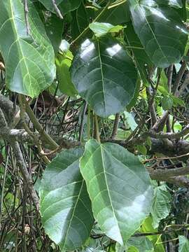 Image de Alchornea latifolia Sw.