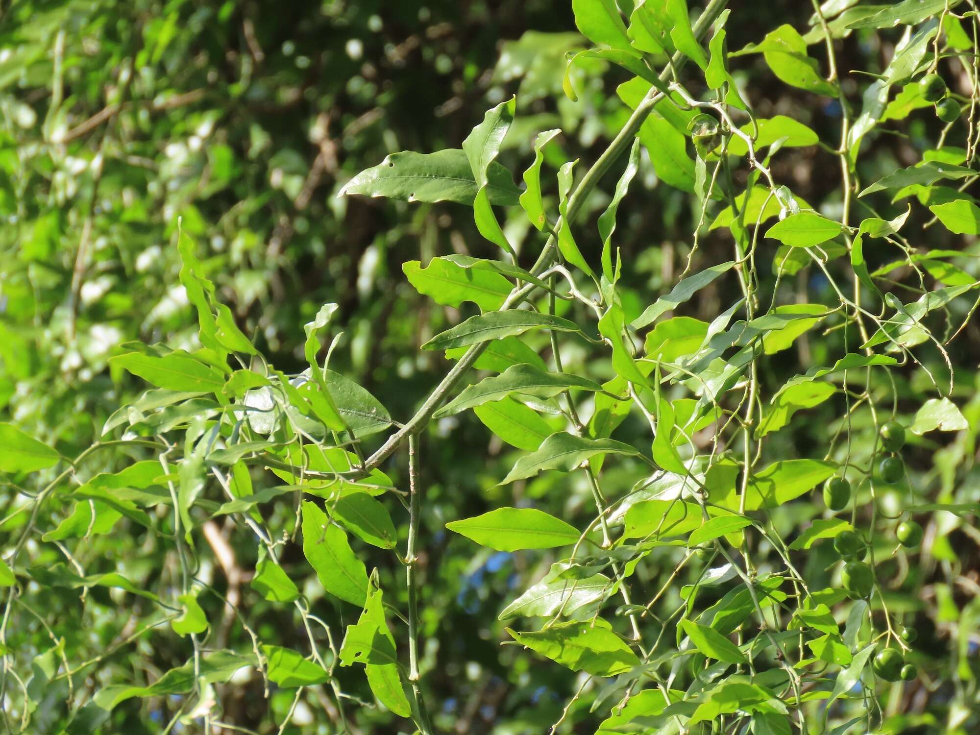 Image of Capparis fascicularis var. fascicularis