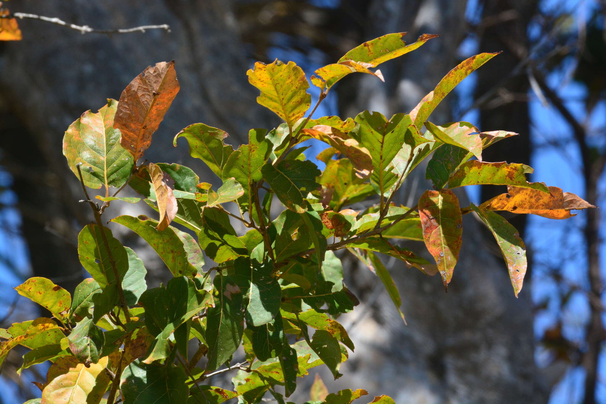 Imagem de Combretum leprosum Mart.