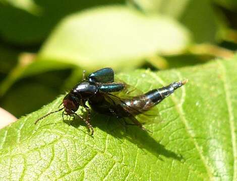 Image of Philonthus (Philonthus) caeruleipennis (Mannerheim 1830)