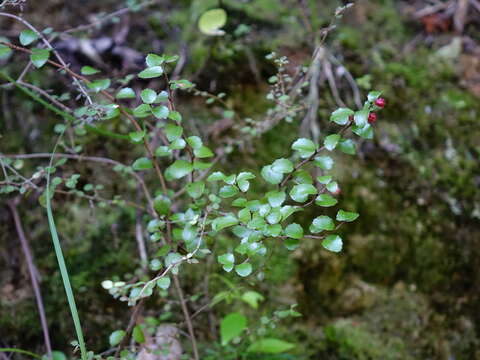 Image of Gaultheria antipoda Forst. fil.