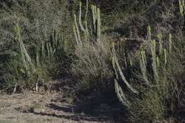 Euphorbia caerulescens Haw. resmi