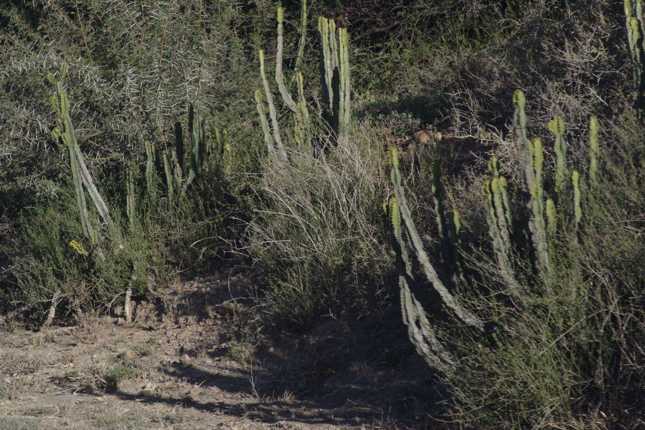 Sivun Euphorbia caerulescens Haw. kuva