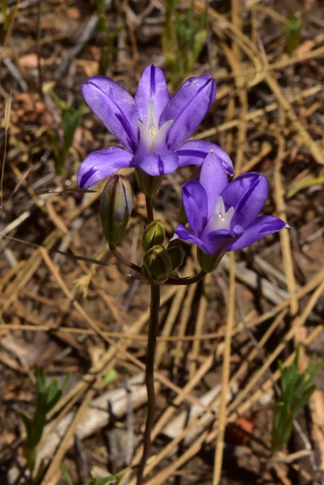 Image of Indian Valley Cluster-Lily