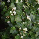 Image of Ipomoea corymbosa (L.) Roth