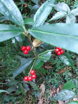 صورة Ardisia crispa (Thunb.) A. DC.