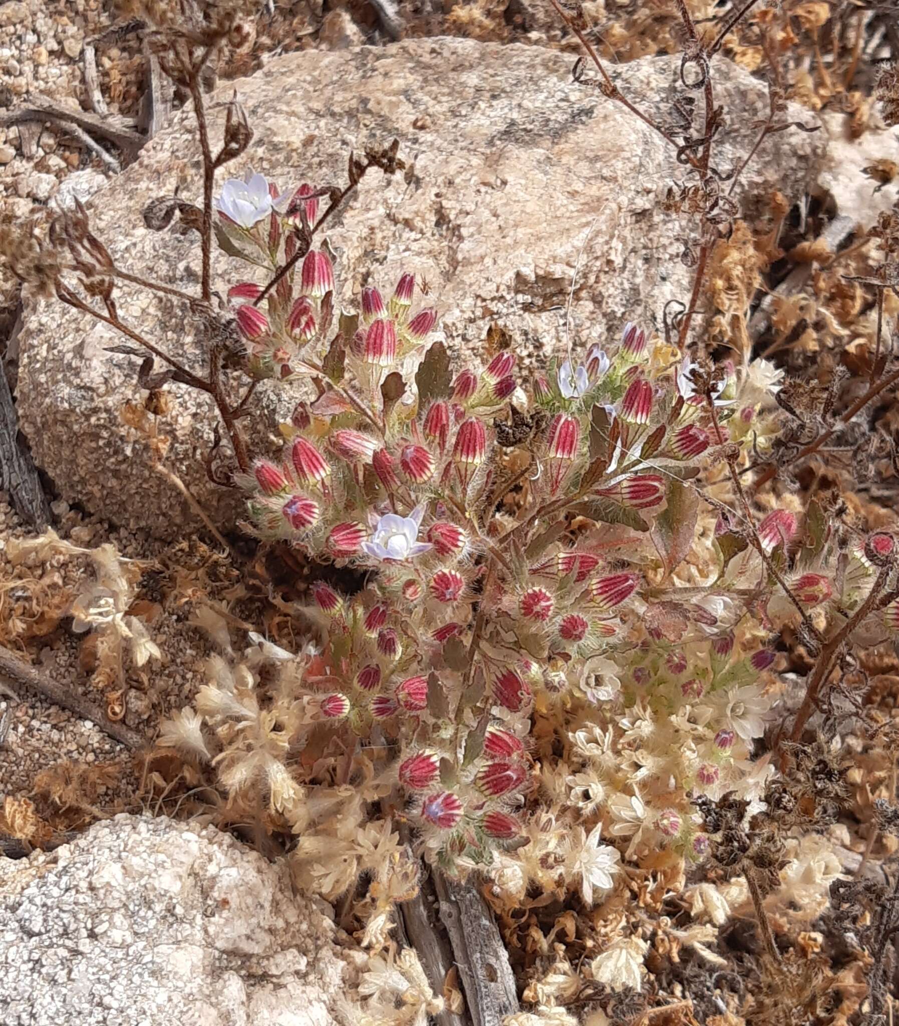 Imagem de Malesherbia humilis Poepp.