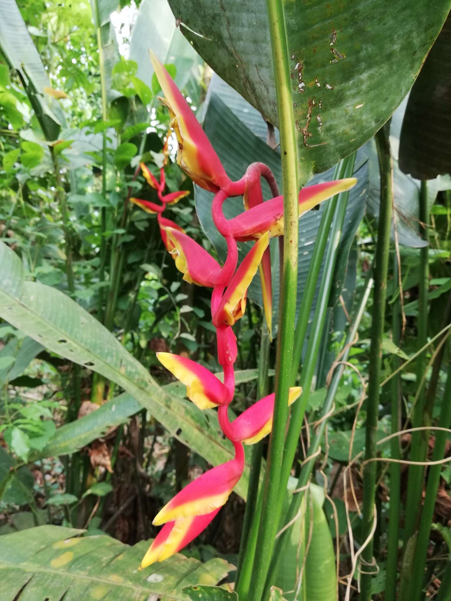 Image of Heliconia marginata (Griggs) Pittier