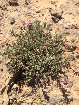 صورة Thymus munbyanus Boiss. & Reut.