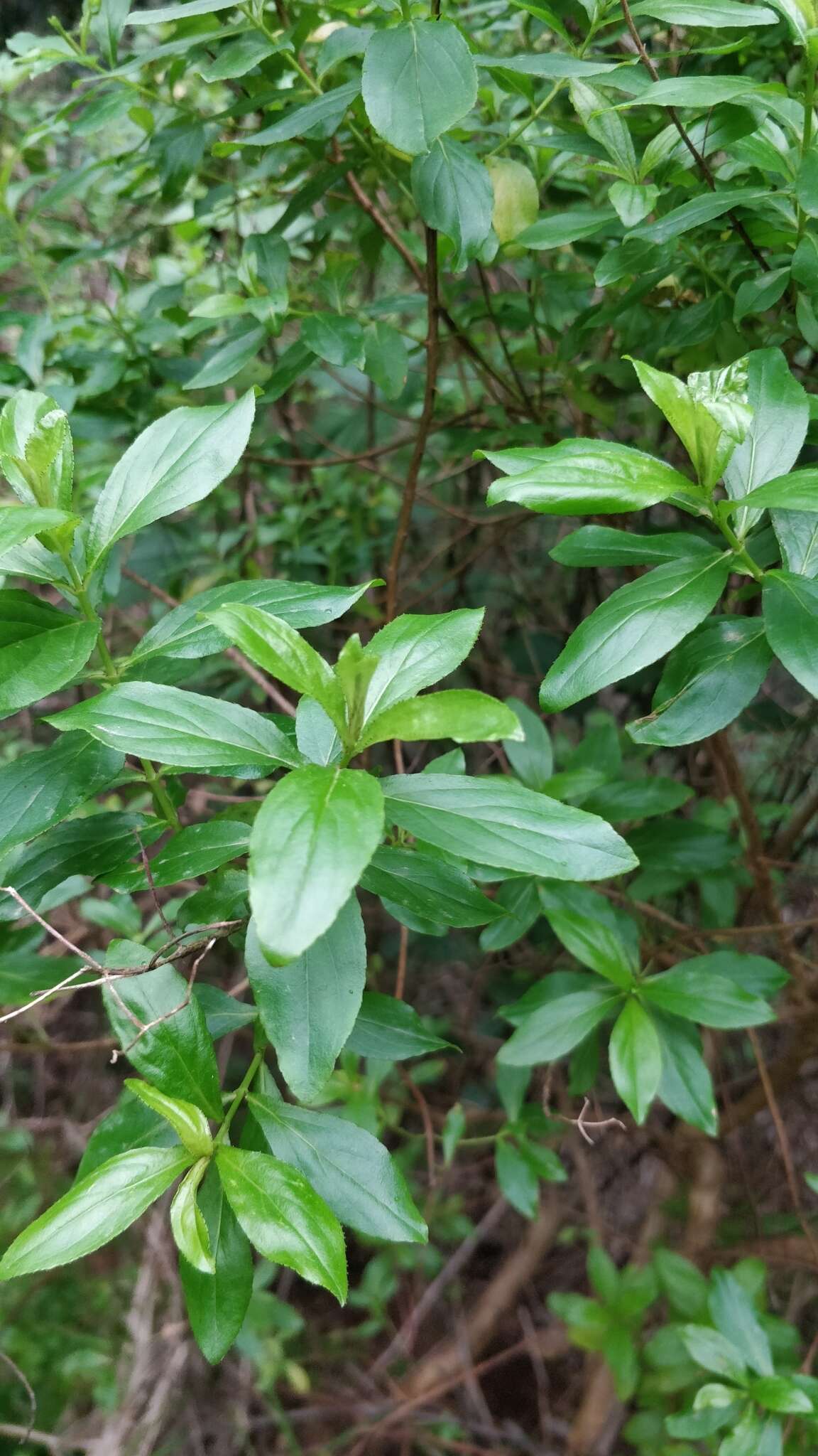 Image of Hypericum glandulosum Dryand. ex Ait.