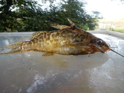 Image of Synodontis greshoffi Schilthuis 1891