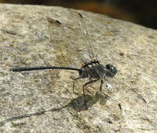 Image of Celebothemis delecollei Ris 1912