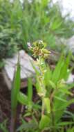 Image of Wright's waxweed